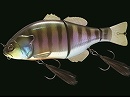 HL Blue gill