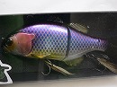 Rose arowana