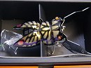 Ageha (Swallowtail) -Special wings