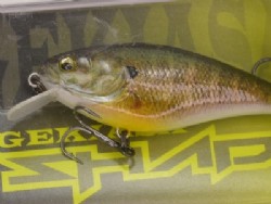 3D female gill (#548)