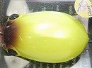 Insect yellow (Sinking)