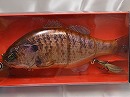 RT Kawashima albino gill