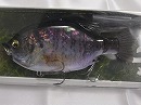 3D Awajishima kogill (Crystal Japanese abalone shell) (#634)