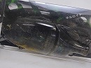 3D Biwako grass gill (#633)