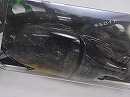3D Biwako grass gill (Crystal black shell) (#633)