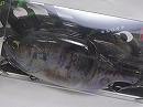 Awajishima kogill (Crystal Japanese awabi) (#634)
