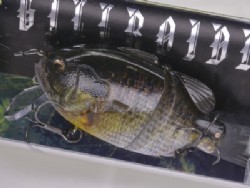 3D Biwako glass gill (#622) -Package damaged