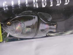 Kanbuna Silver (Crystal byakuyakou) (#813)