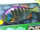 Uchoten purple back gill