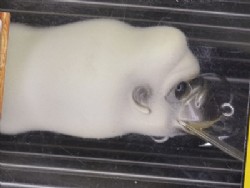 FF Yeti (Fur finish)