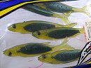 Green shad