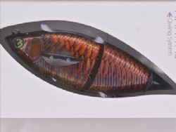 Asian arowana kouryu