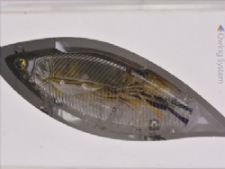 Real tenaga ebi