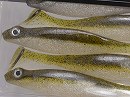 Green pumpkin shad