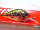 BB Bass (#511)