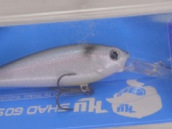 Black back shad (#43)