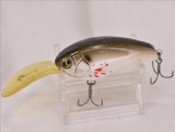 Bleeding Arkansas shiner