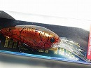 Red craw (#223)