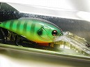 Green perch (#229)