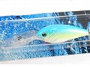 Erotica shad (Sexy shad)