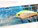 Imakatsu lemon dazzler (#83)