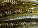 Green pumpkin gold / Pearl silver