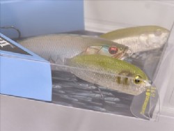 PM silver arowana