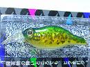Holographic bass