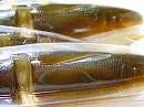 Arkansas shiner (#S-34)