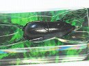Green pumpkin pepper (#S-14)