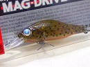 Pumpkin shad (Dragon eye model)