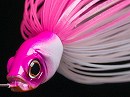 Natural pink (#10S) -Gold & Silver blade