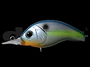 Sexy shad (#16)