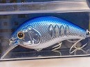 Blue shad