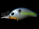 Sexy shad (#16)