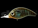 R Bluegill