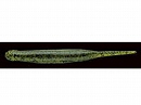 Watermelon / Black flake (#004)