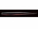 Red shad (#150)
