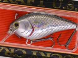 BP golden shiner