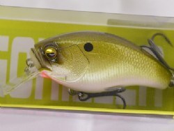 Pearl shad