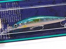 GG Blue mackerel