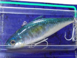 GG blue mackerel