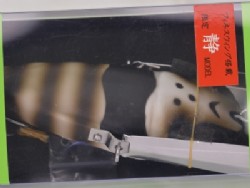 Black suzumebachi