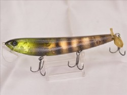 Tsukutsuku boushi (Meimuna opalifera)