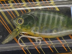 Blue gill