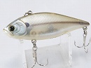 Striped shad