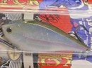 Ghost minnow