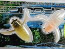 Min min zemi & Albino cicada