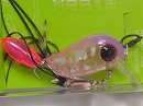 Pinky coach