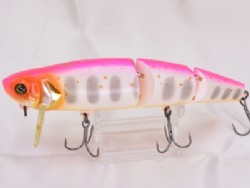 Pink back albino iwana